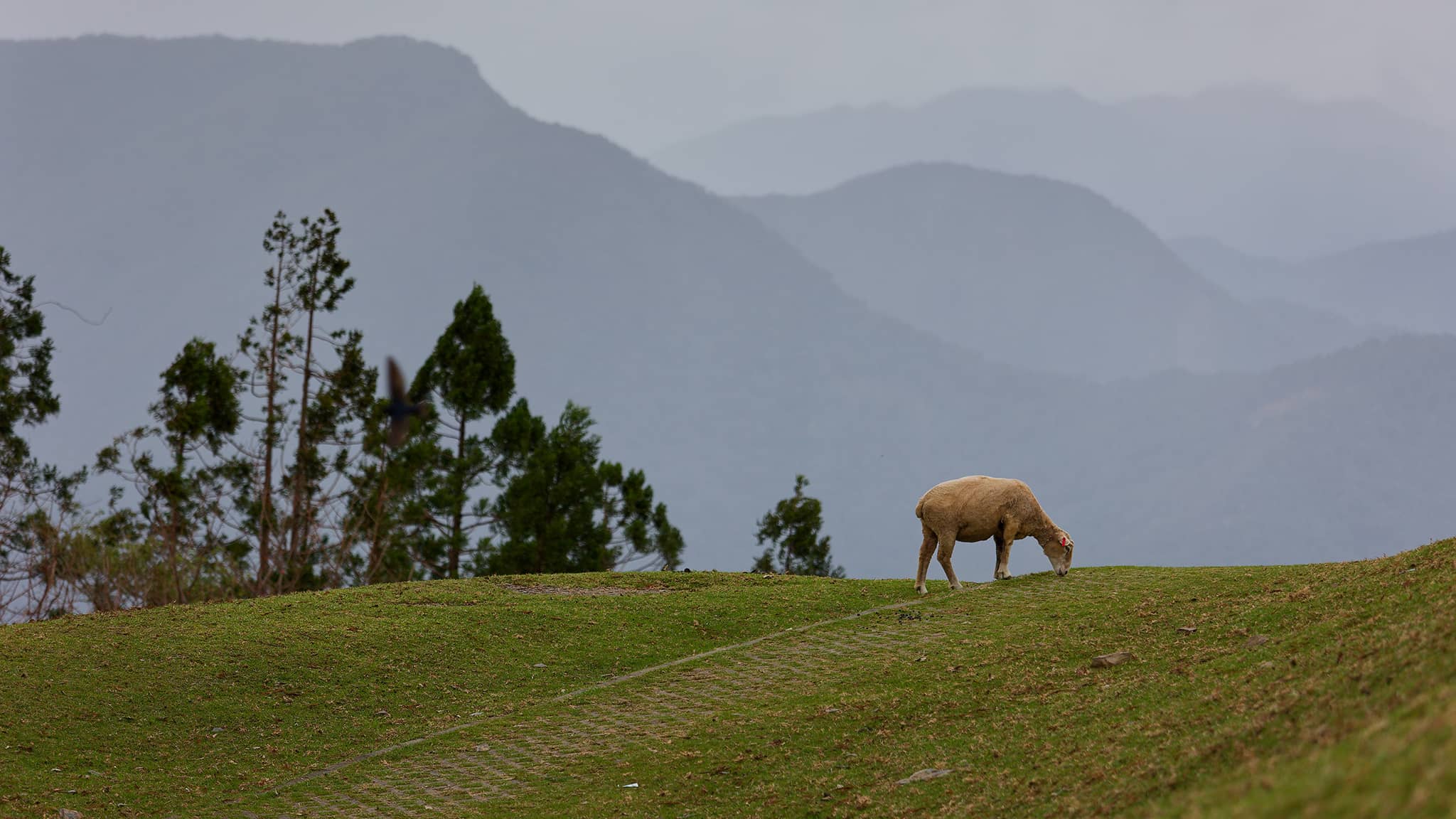 03 - Hehuanshan (53).jpg